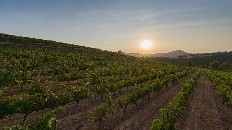 Vinyes on s'elaboren Vins de Finca a Catalunya. Finca Abadal