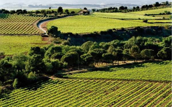 Vinyes amb DO Penedès