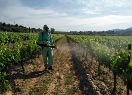 Productes de biocontrol aplicats a una vinya