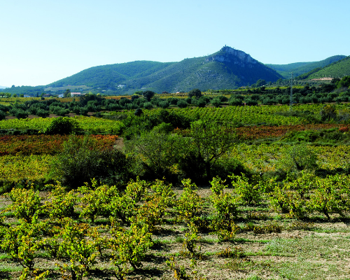 Ecosostenible Wine 2019