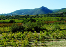 Ecosostenible Wine 2019