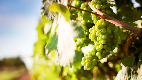 Gotims de raïm blanc