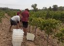 Impulsant la innovació a la viticultura: estudi de varietats de raïm resistents