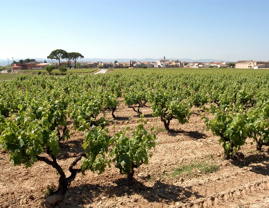 Llei vitivinicultura