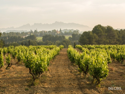 Denominació d'Origen Cava