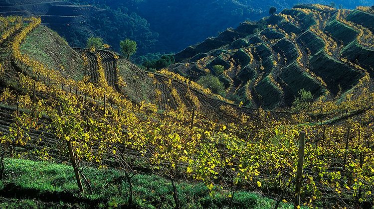 Vinyes on s'elaboren Vins de Finca a Catalunya. Finca el Clos Mogador