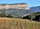 VIII Jornades de desenvolupament rural: vinya d’alçada, una oportunitat al Pirineu